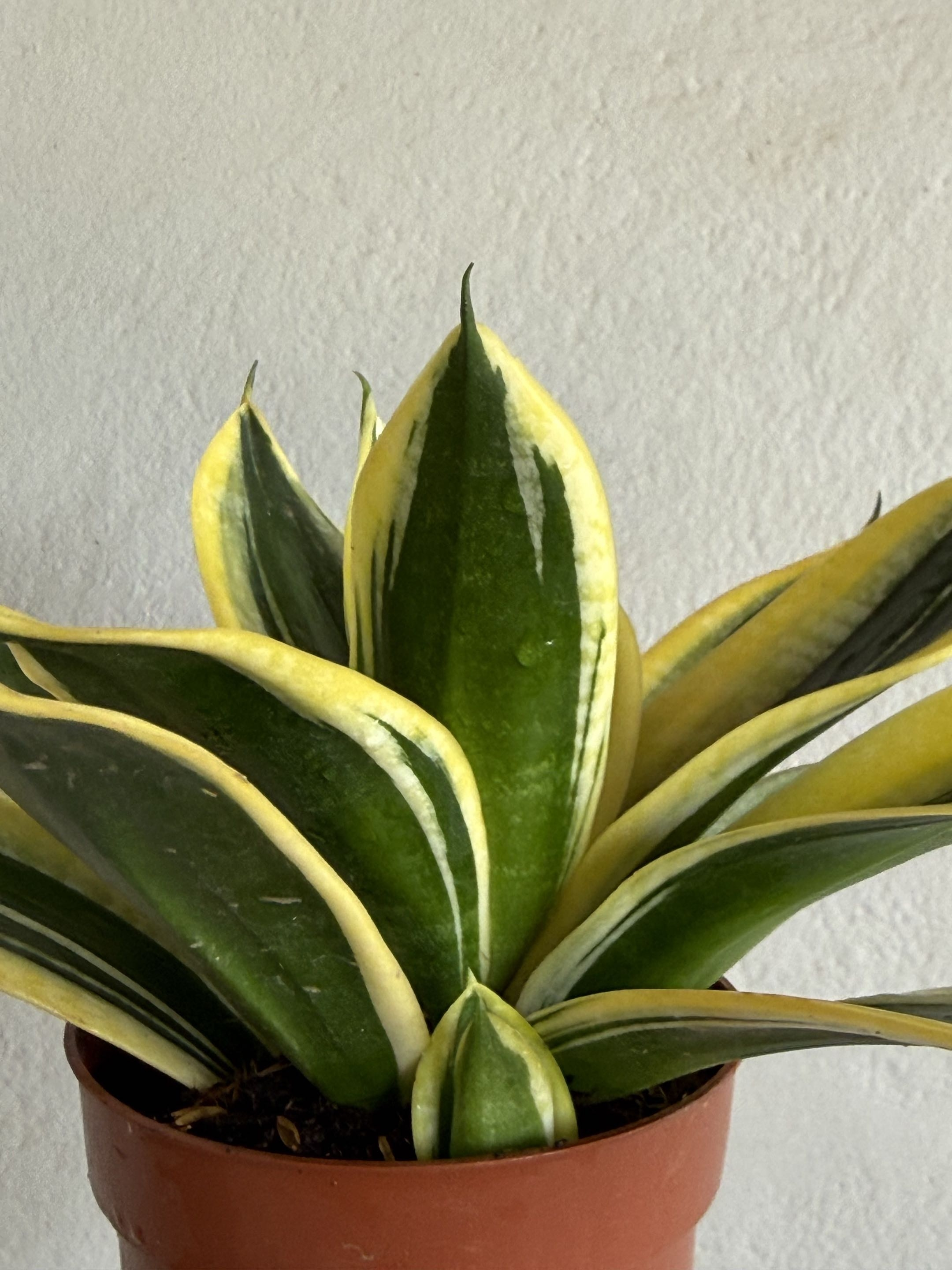 one of my plants from my collection