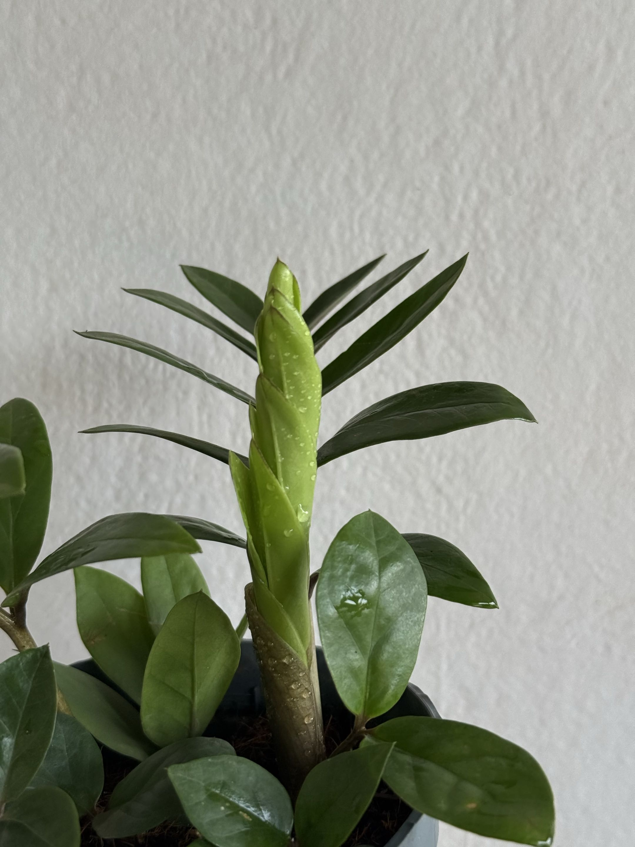 one of my plants from my collection